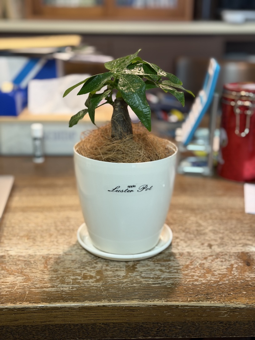 ※観葉植物はそこにあるだけで和みますね。ありがとうございます(^^) | 東京マラソン2026は その2 | 吉田竜太オフィシャルブログ | SUS所属のアスリート応援サイト