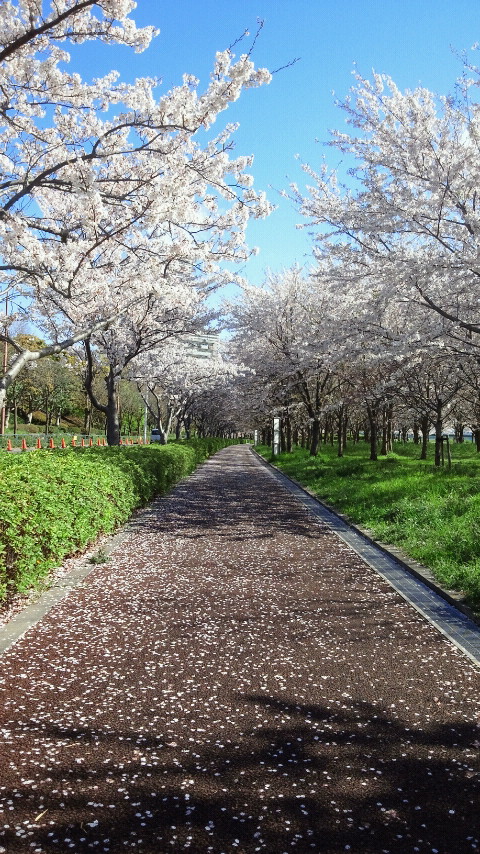 ※小松川千本桜 なかなか美しく撮れました (^ ^) | 吉田竜太オフィシャルブログ | SUS所属のアスリート応援サイト